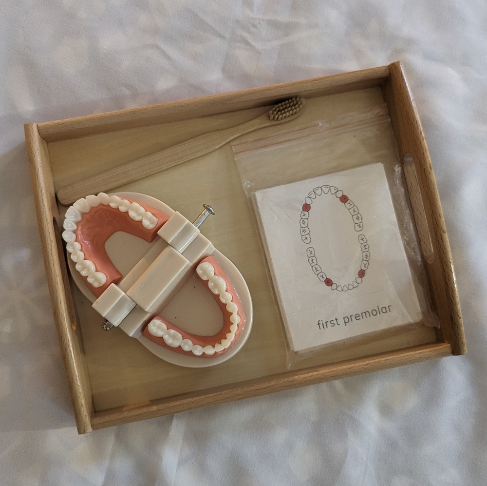 Montessori Style Tooth Brushing Toy